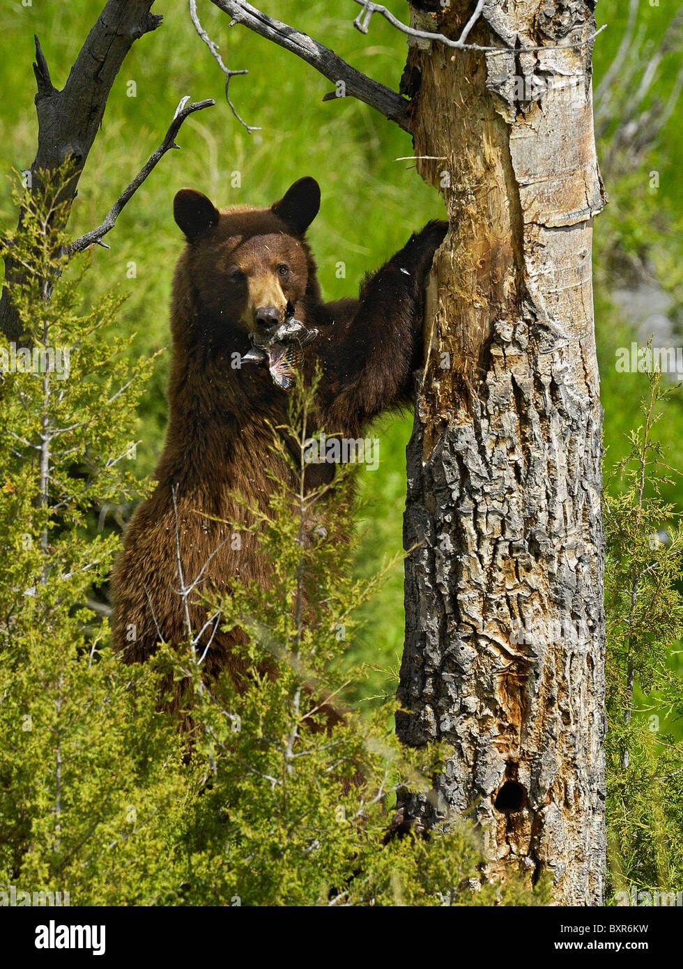 L Ours Noir De Couleur Cannelle Creuse Bebe Oiseau De La Cavite De Nidification Les Pics Flamboyants Photo Stock Alamy