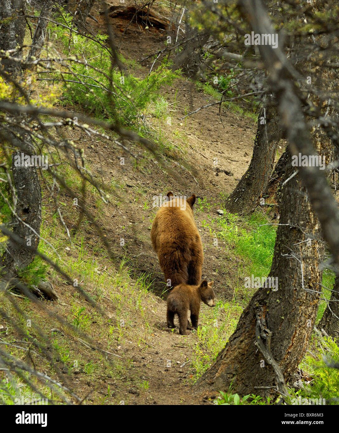 L'ours noir de couleur cannelle mère marcher sentier forestier avec son petit. Banque D'Images