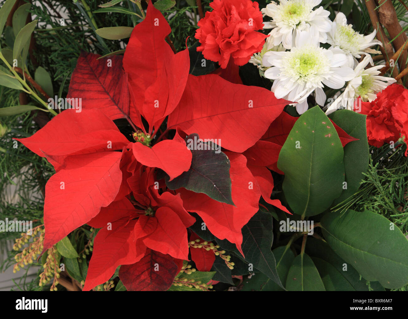 Arrangement de fleurs de Noël avec les poinsettias rouge et les œillets et les chrysanthèmes blancs avec verdure Banque D'Images