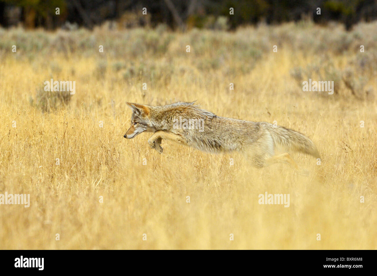La chasse au coyote dans Yellowstone meadow Banque D'Images