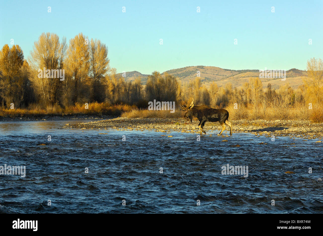 Bull Moose crossing les Gros-ventres River dans le Grand Teton National Park au coucher du soleil. Banque D'Images