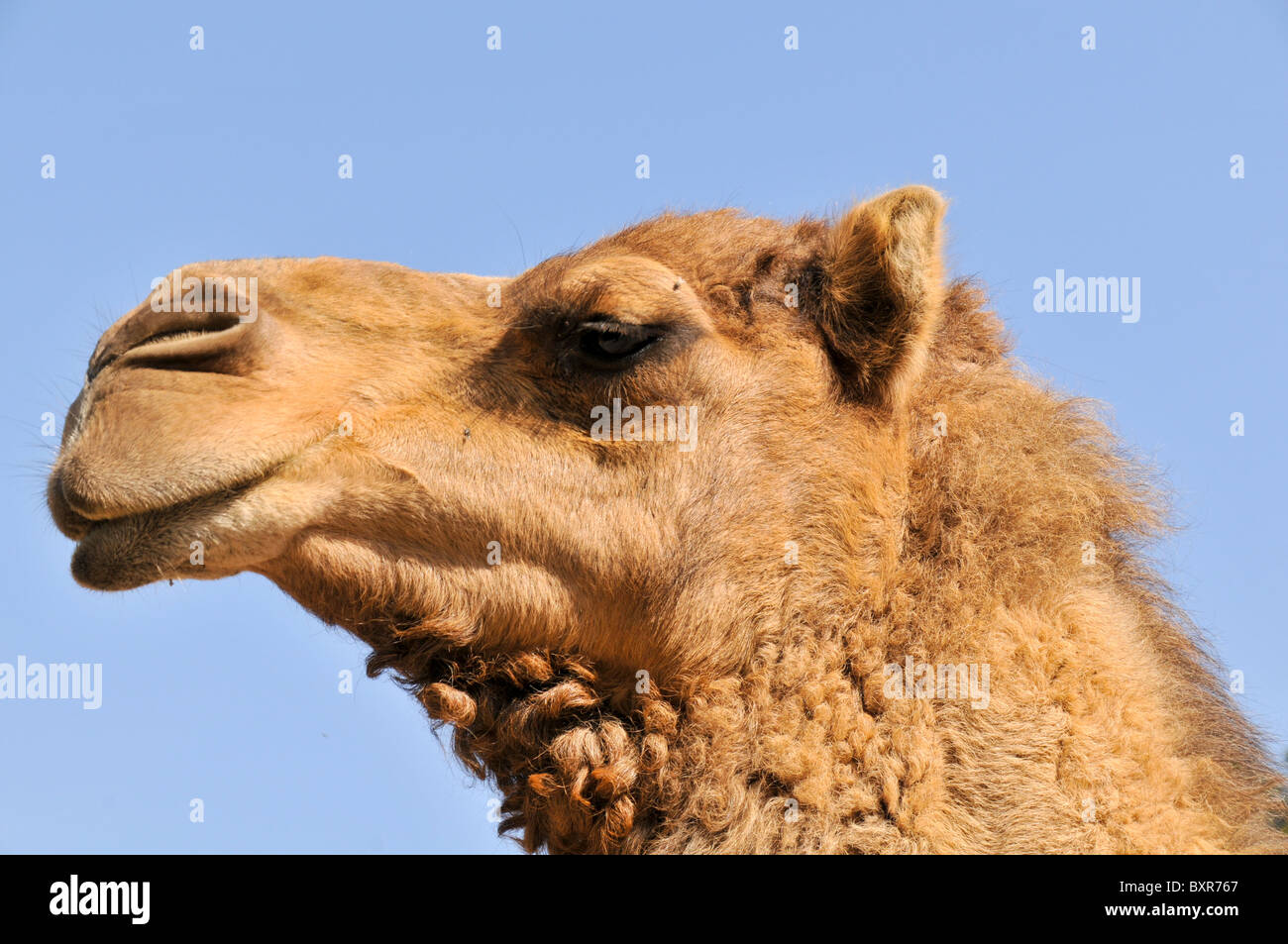 Gros plan de la tête d'un chameau Banque D'Images