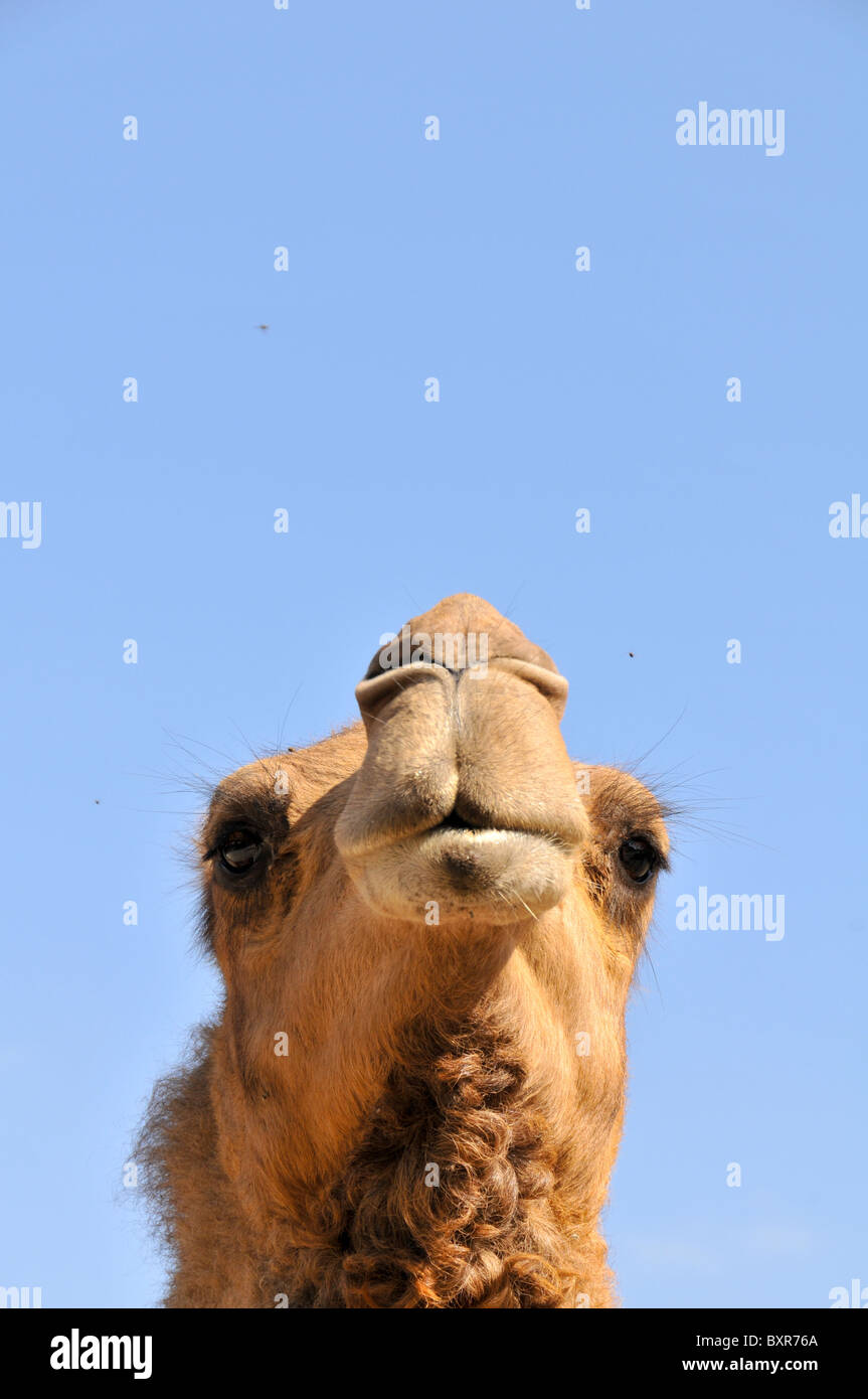 Gros plan de la tête d'un chameau Banque D'Images