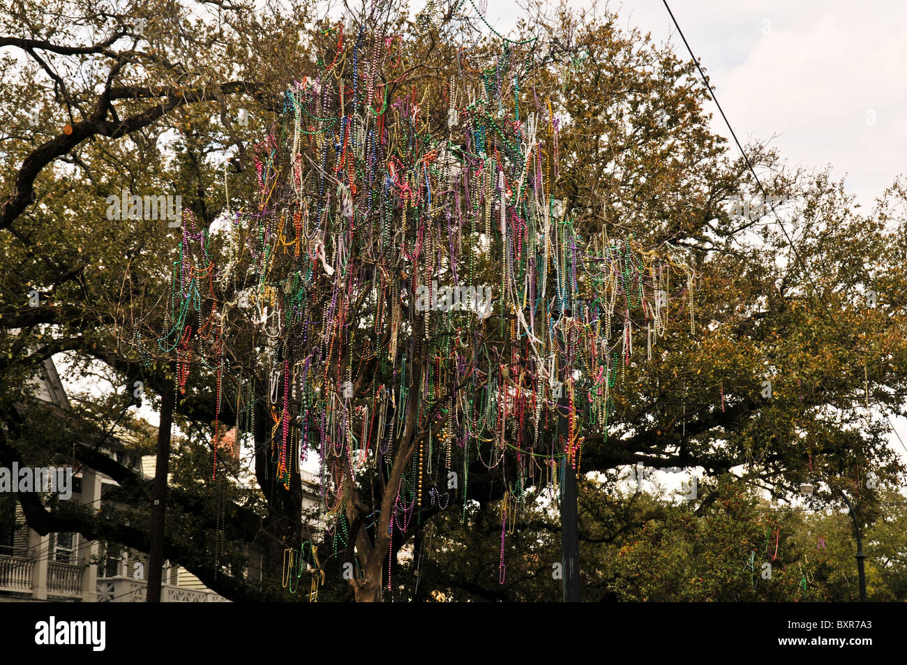 Arbres sur St.-Charles défilé de Mardi Gras avec des perles, La Nouvelle-Orléans, Louisiane Banque D'Images