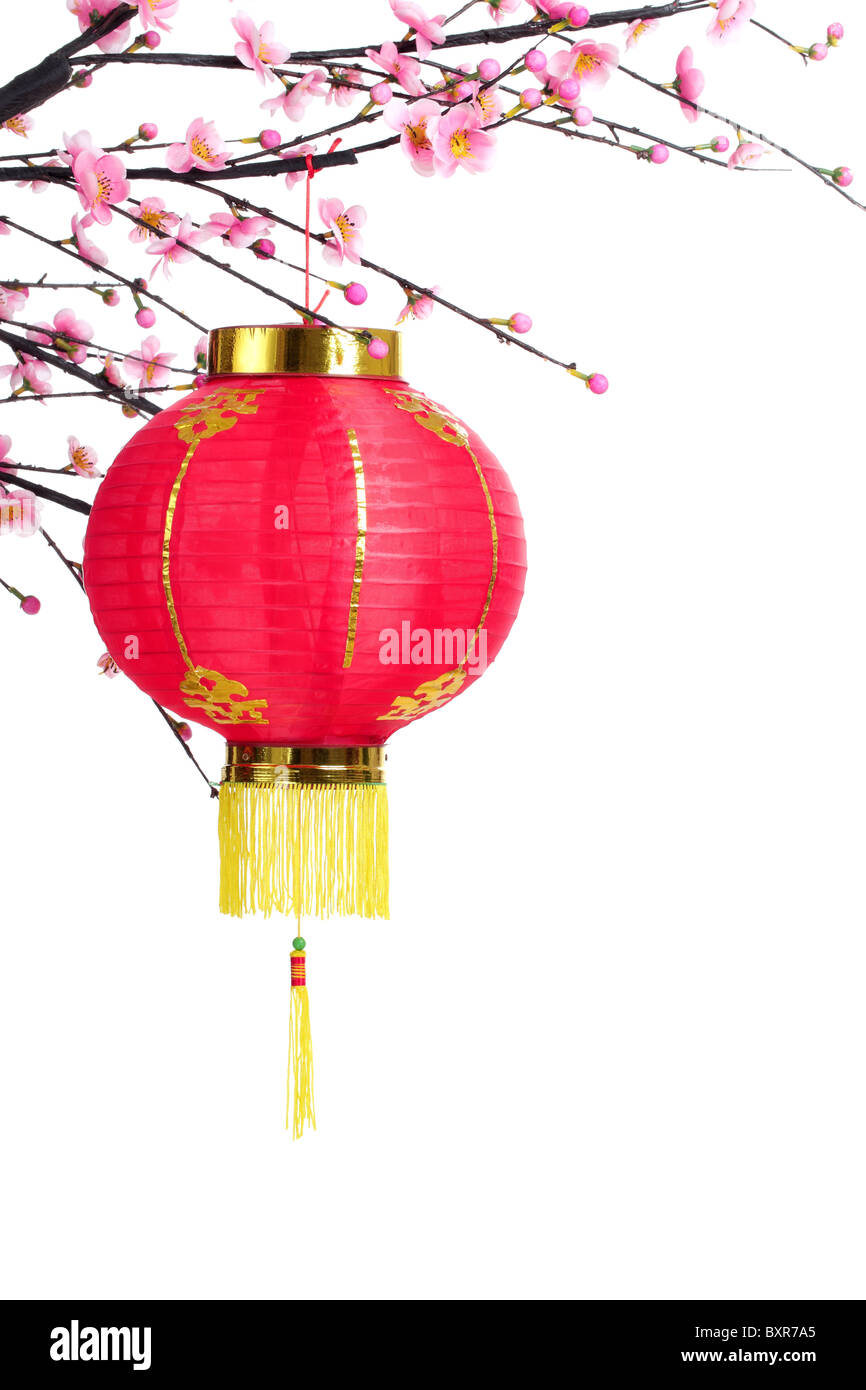 Lanterne chinoise sur prunier,direction isolé sur blanc. Banque D'Images