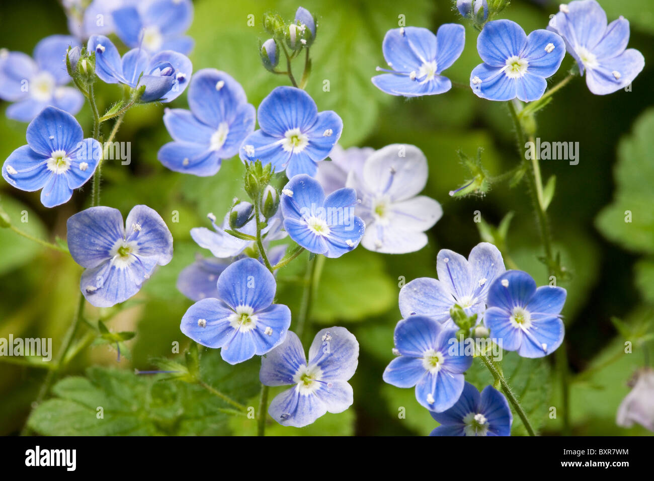 Forget-Me-Not Myosotis alpestris fleurs poussent à l'état sauvage dans les bois Banque D'Images