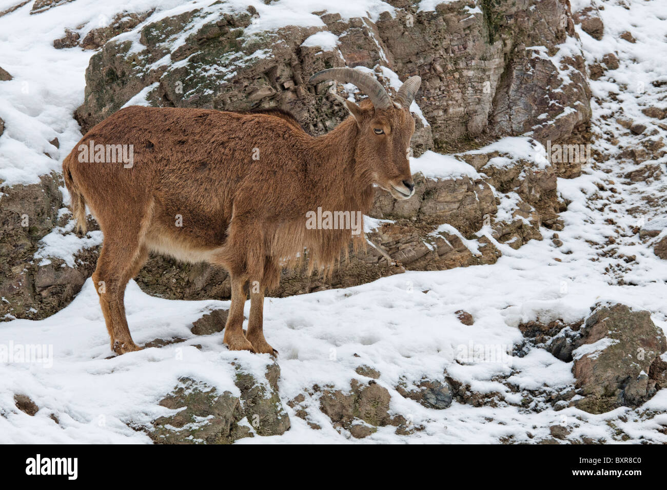 , Bouquetin des Alpes Capra ibex Banque D'Images