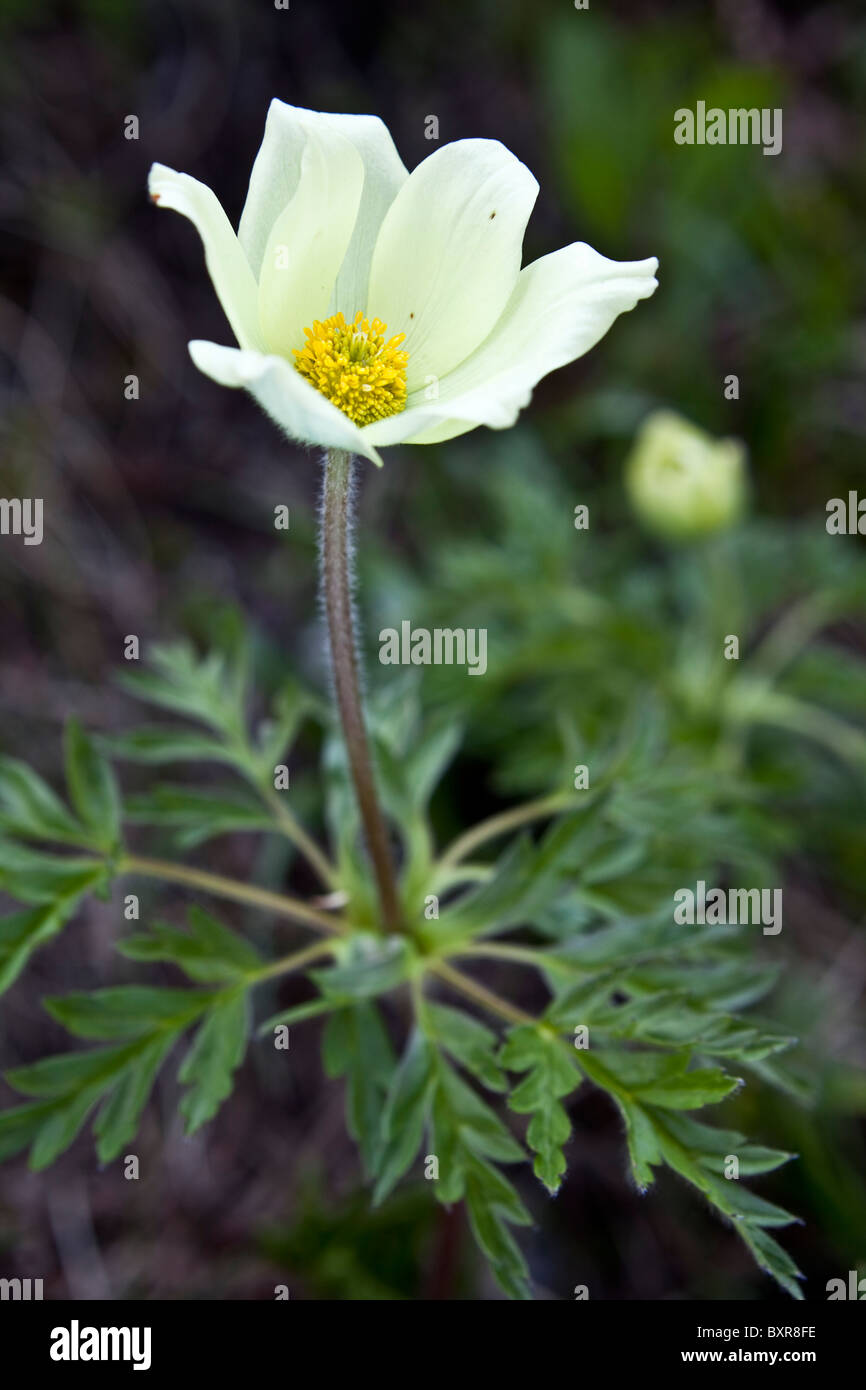 Anémone pulsatille ou Anemone alpina - Pulsatilla alpina Banque D'Images