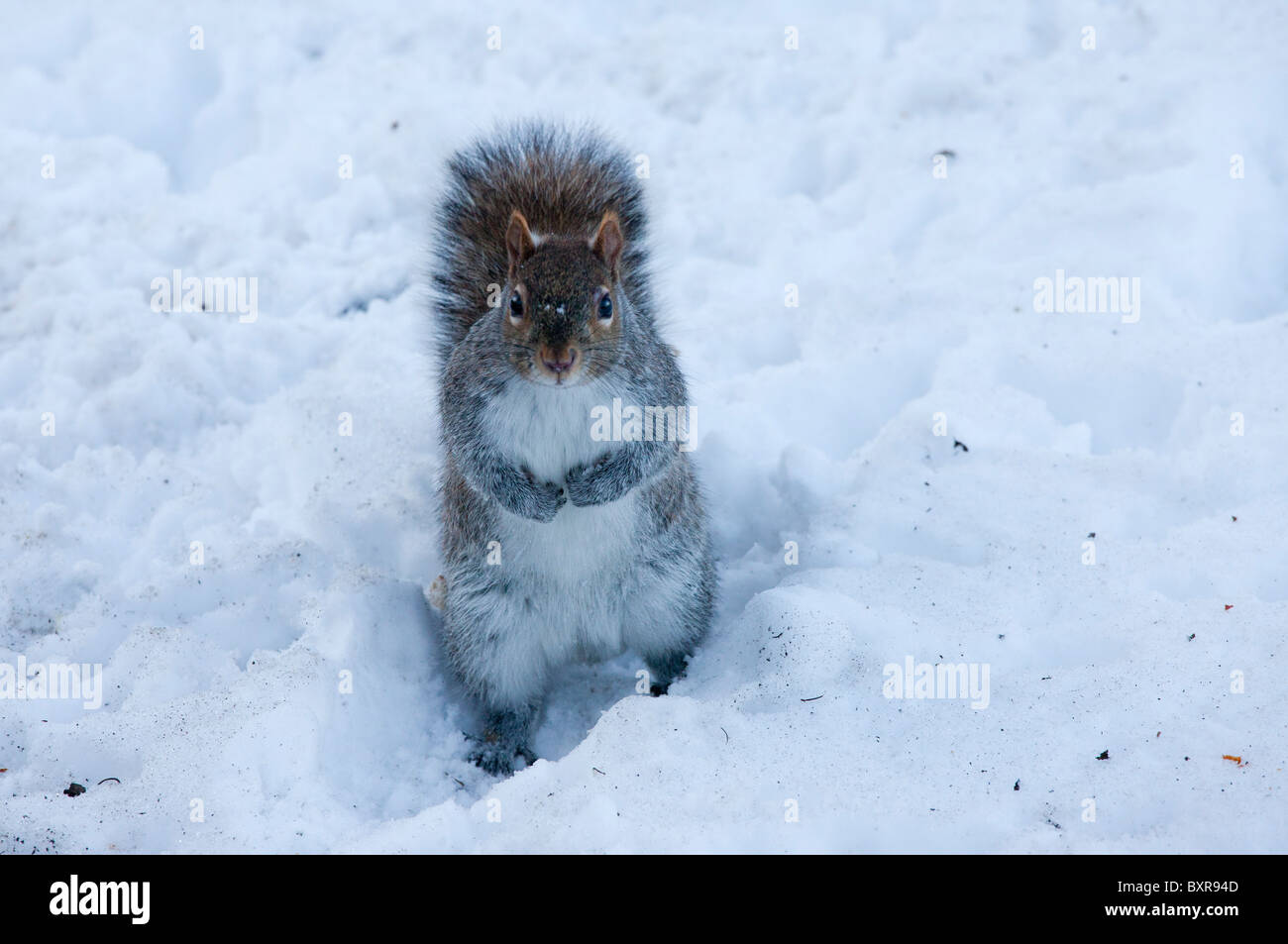 Gray (Gris), l'Écureuil Sciurus carolinensis sur neige ; dans les jardins publics à Noël, Boston, MA, USA Banque D'Images