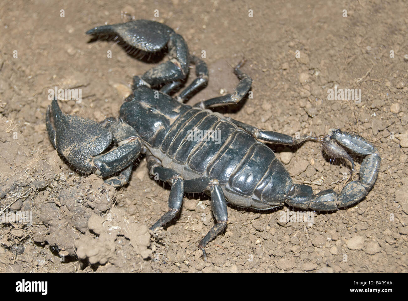 Scorpion, Nom scientifique : Heterometrus spp Banque D'Images
