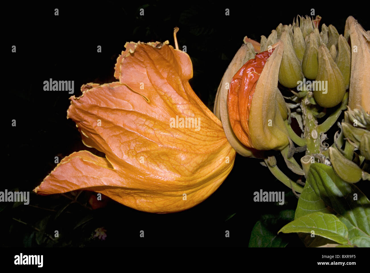 Pichkari (spathodea campanulata) Pune Banque D'Images