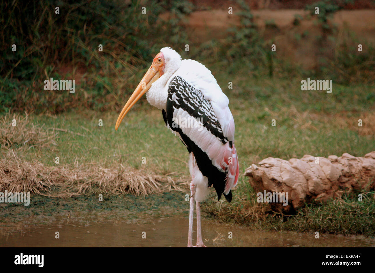 Le Painted Stork (Mycteria leucocephala) est l'espèce de la famille. D'oiseaux de Bharatpur.Oiseau bien connu Banque D'Images