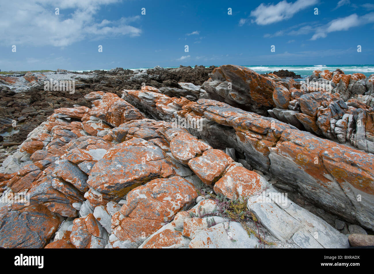 Le littoral accidenté et sombre au Cap des aiguilles le point le plus au sud de l'Afrique. L'Afrique du Sud, d'Overberg Banque D'Images