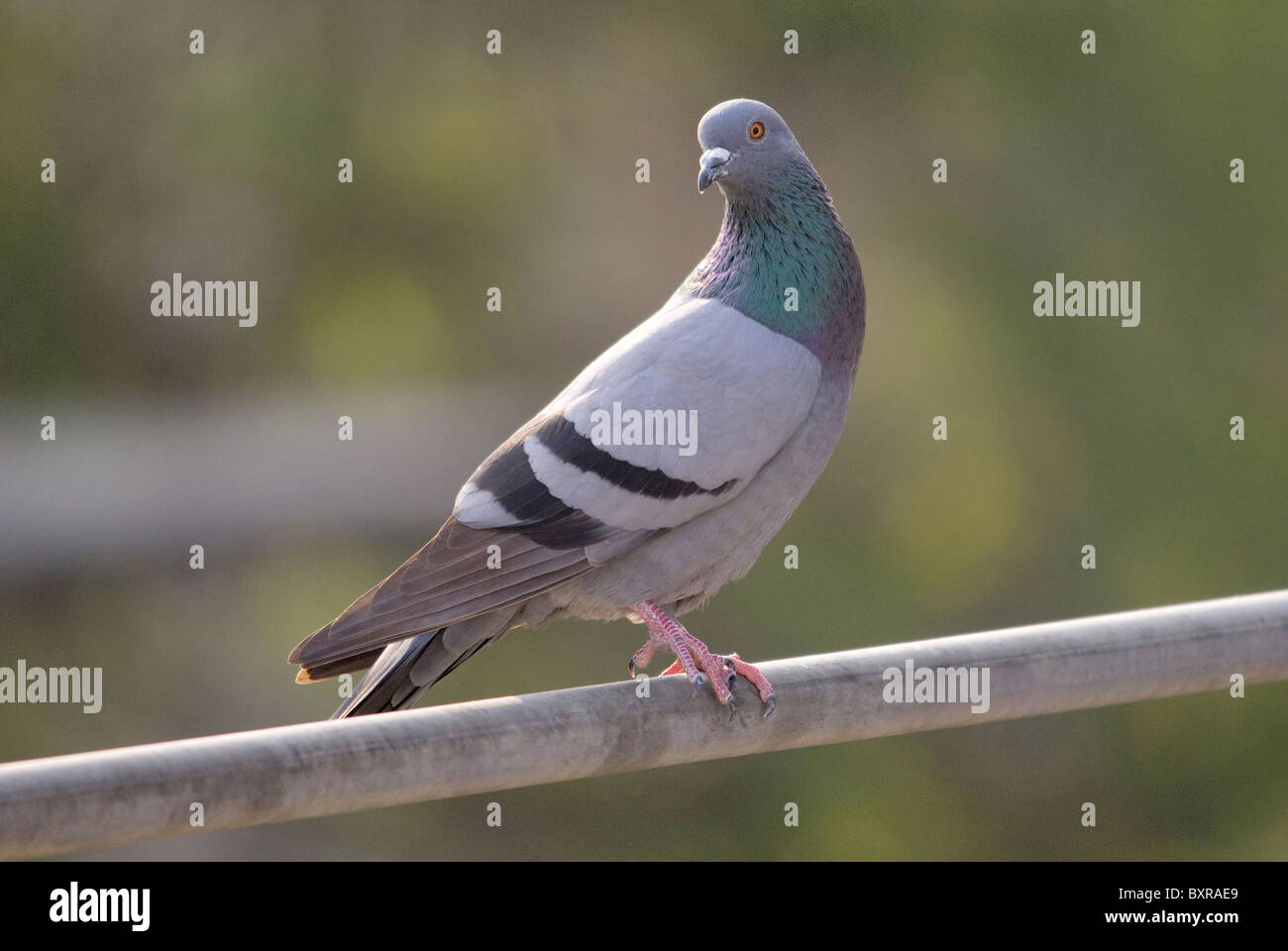 Pigeon biset, nom scientifique de l'espèce : Columba livia Banque D'Images