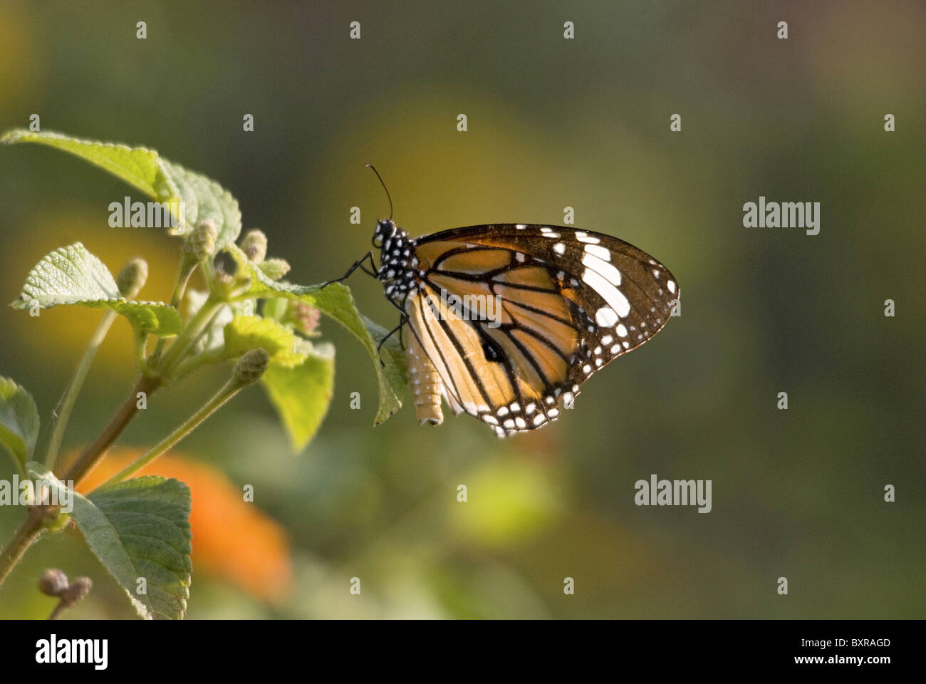 Papillon Monarque Danaus plexippus (sous-famille des Danainae papillon Asclépiade), de la famille des Riodinidae. Gros plan sur lantana Banque D'Images