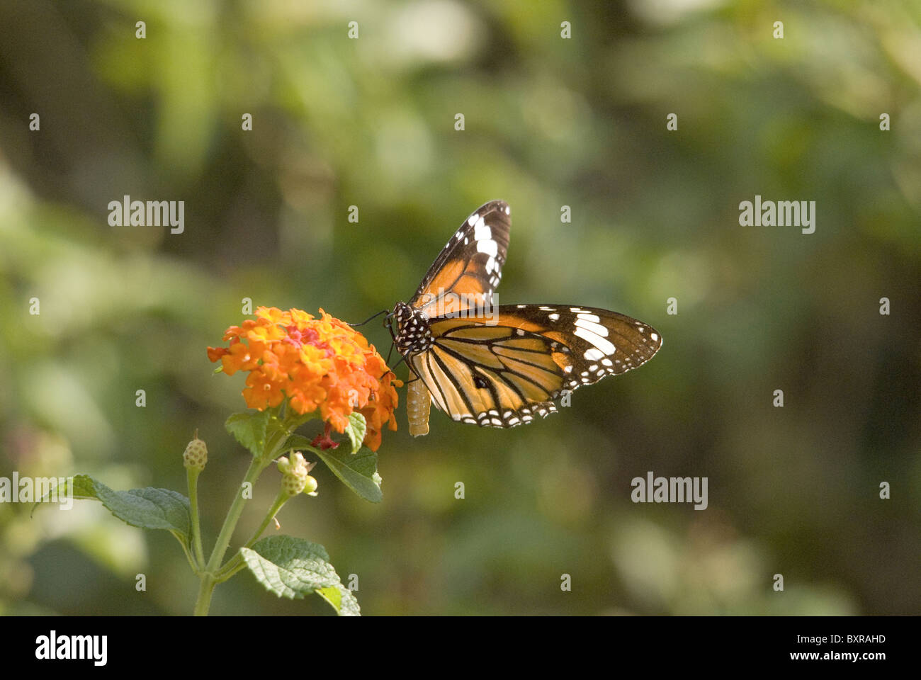 Papillon Monarque Danaus plexippus (sous-famille des Danainae papillon Asclépiade), de la famille des Riodinidae. Banque D'Images