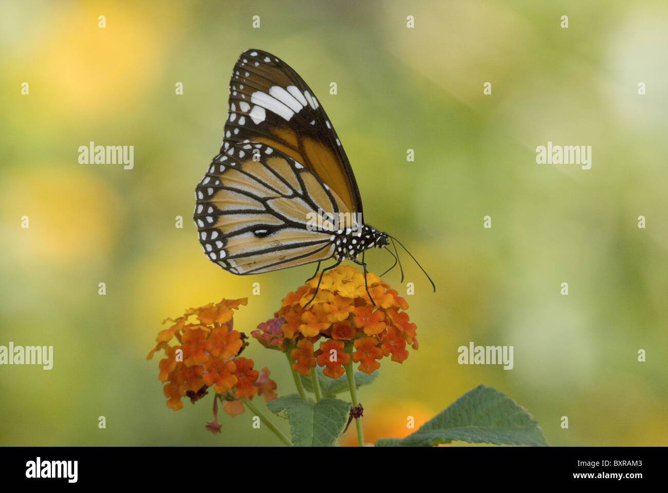 Papillon Monarque Danaus plexippus (sous-famille des Danainae papillon Asclépiade), de la famille des Riodinidae. Sur lantana tree Banque D'Images