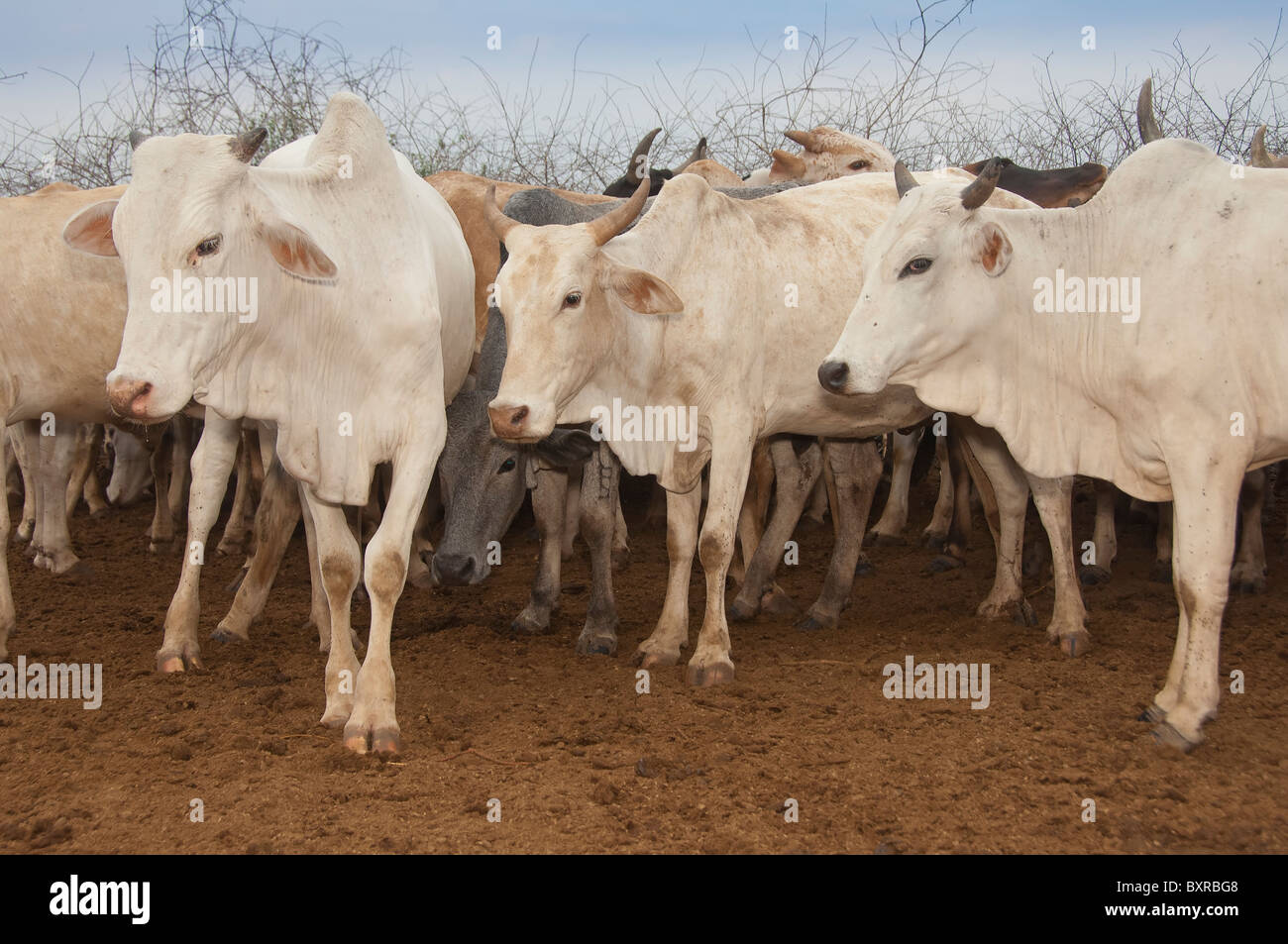 Troupeau de vaches, les Nyangatom (Bumi), tribu de la vallée de la rivière Omo, Afrique éthiopienne Banque D'Images