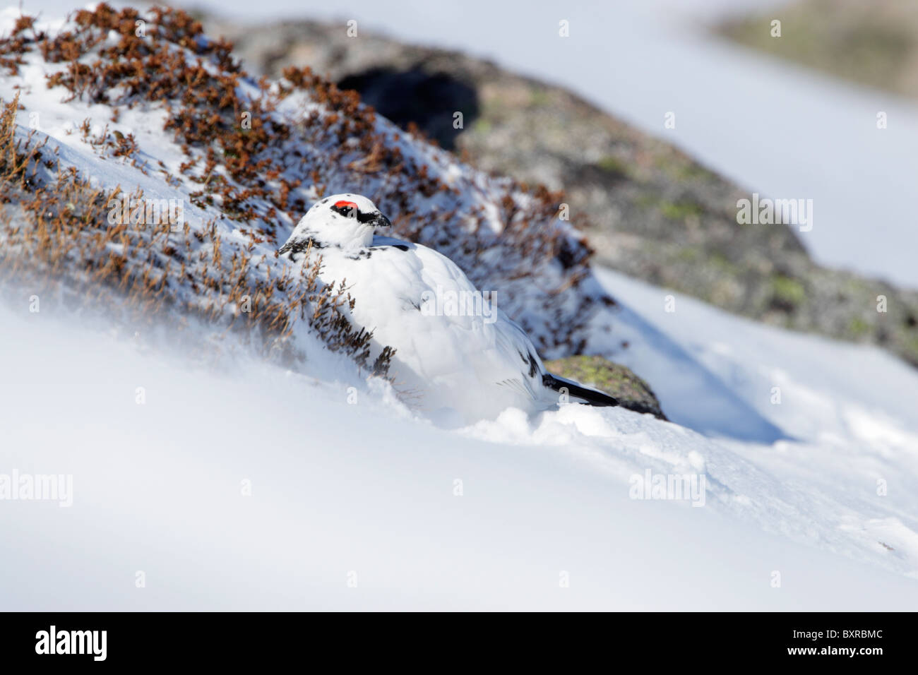 Homme Lapogus rock ptarmigan (muta) montrant le plumage d'hiver dans un creux à l'abri de spindrift sur une colline couverte de neige Banque D'Images