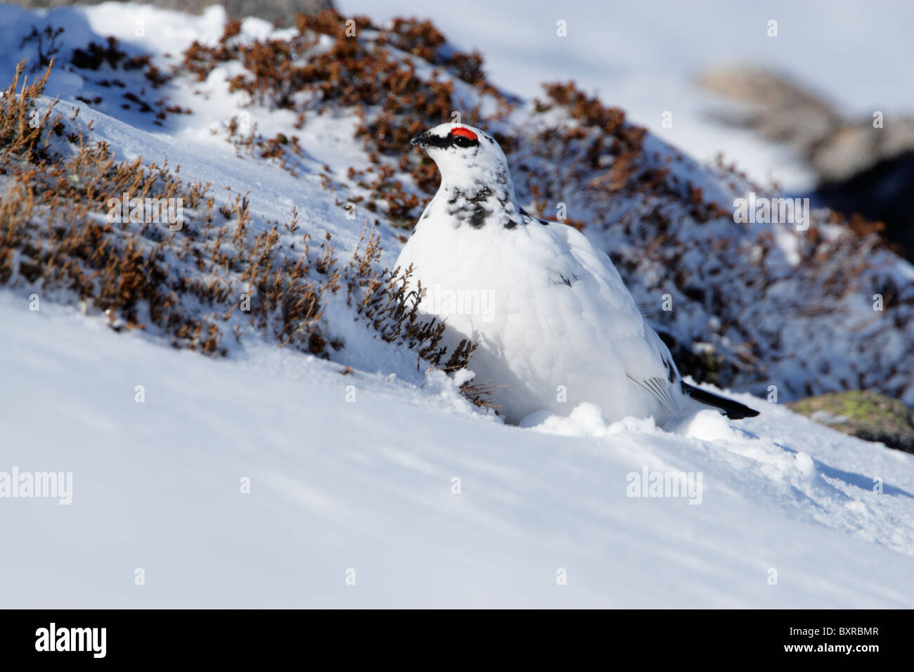 Homme Lapogus rock ptarmigan (muta) montrant plumage d'hiver sur une colline couverte de neige Banque D'Images