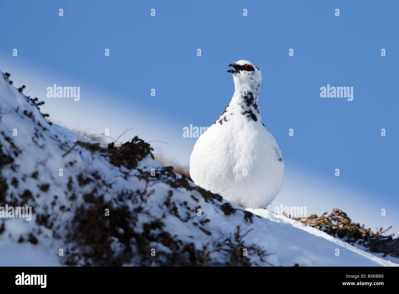 Homme Lagoups rock ptarmigan (muta) montrant plumage hivernal appelant sur une pente de neige colline couverte avec ciel bleu clair derrière Banque D'Images