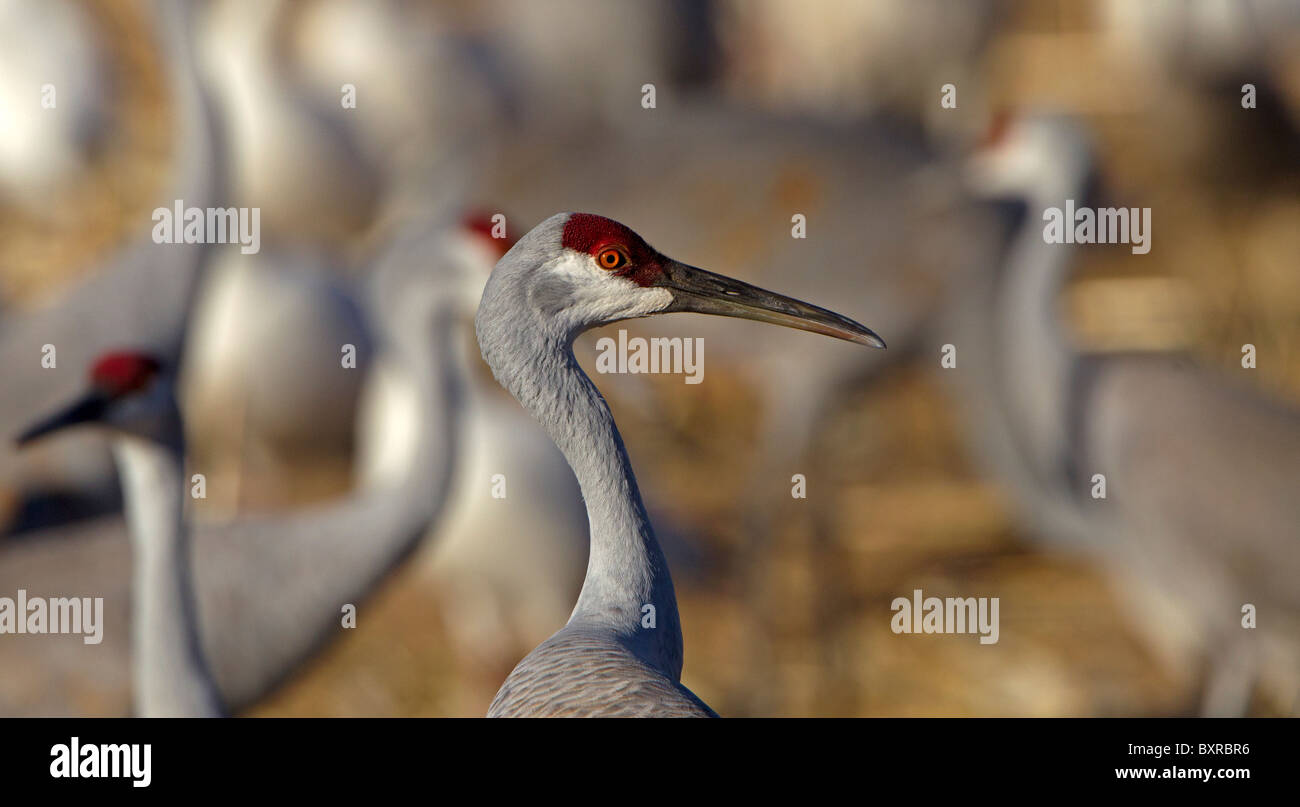 La grue en close-up, Bosque del Apache, Nouveau Mexique. Banque D'Images