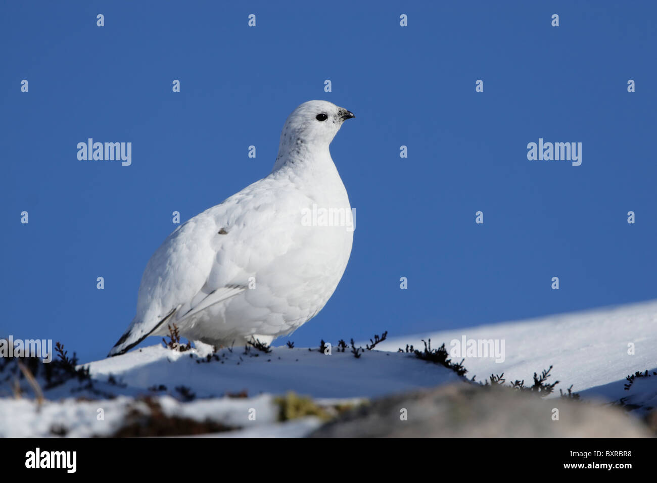 Femme Lagoups rock ptarmigan (muta) montrant le plumage d'hiver debout sur neige avec ciel bleu clair derrière Banque D'Images