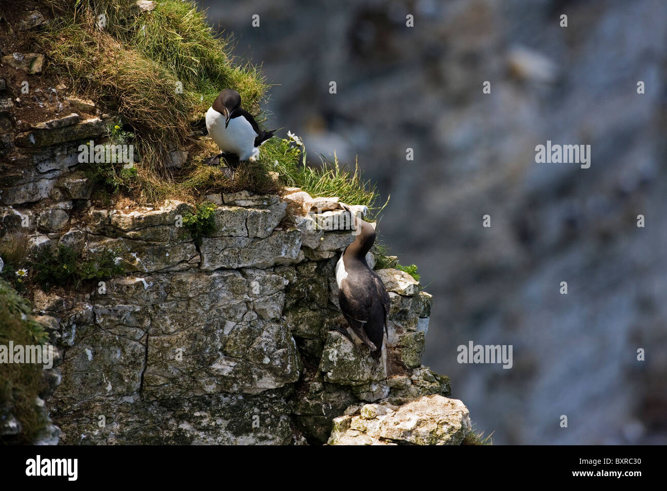 Petit pingouin et Guillemot rivalisant les uns les autres Banque D'Images