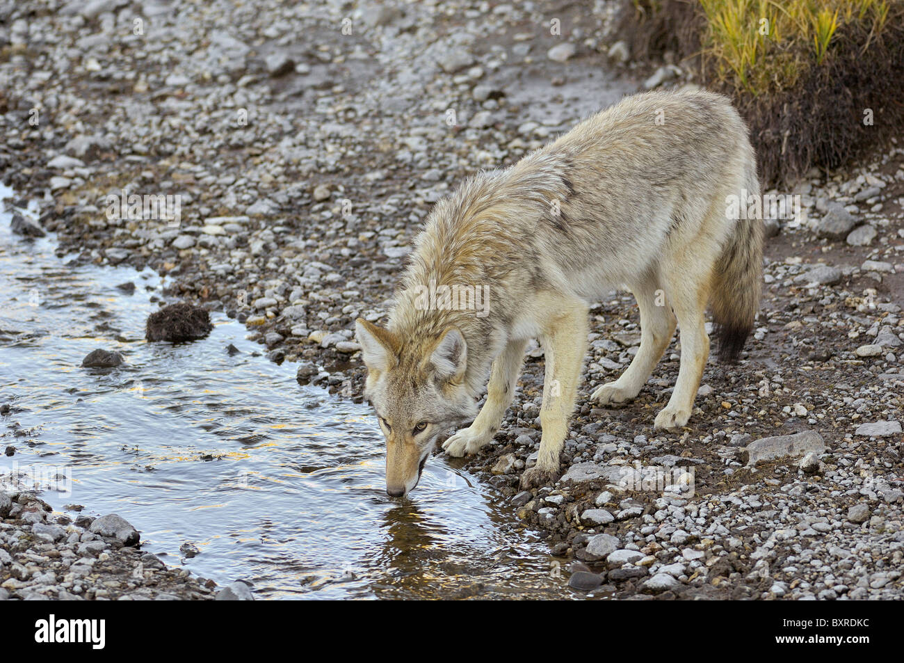 Le coyote de l'alcool au Yellowstone River Banque D'Images