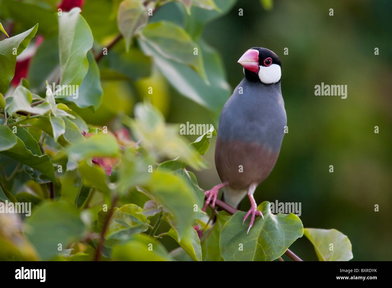 (Lonchura oryzivora Java Sparrow) Banque D'Images