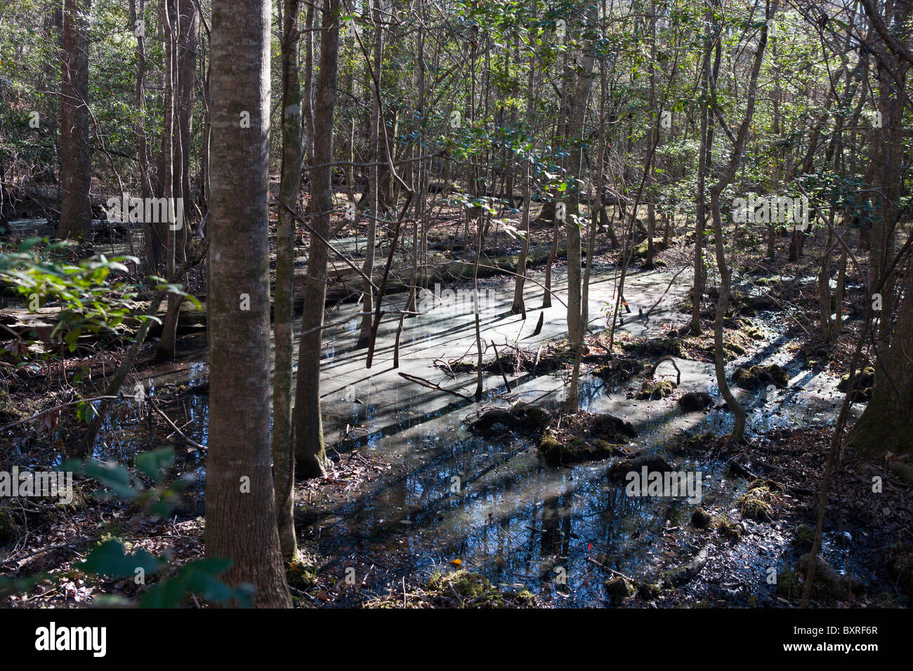 La lumière du soleil illumine la forêt marécageuse inondée marbre, Congaree National Park, South Carolina, United States of America Banque D'Images