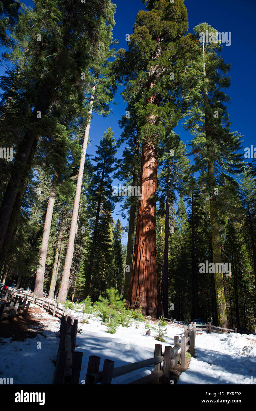 Redwood à Mariposa Grove, Yosemite National Park, California, United States of America Banque D'Images