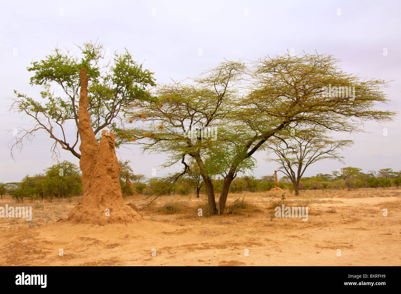 Paysage de la vallée de la rivière Omo avec termitière, Afrique du Sud de l'Ethiopie Banque D'Images