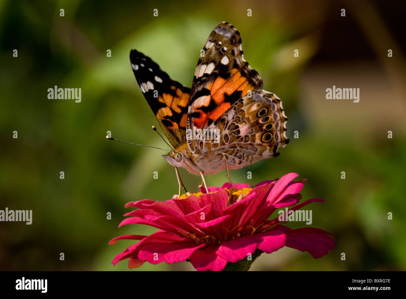 L'amiral rouge nectar sur l'échinacée. Banque D'Images