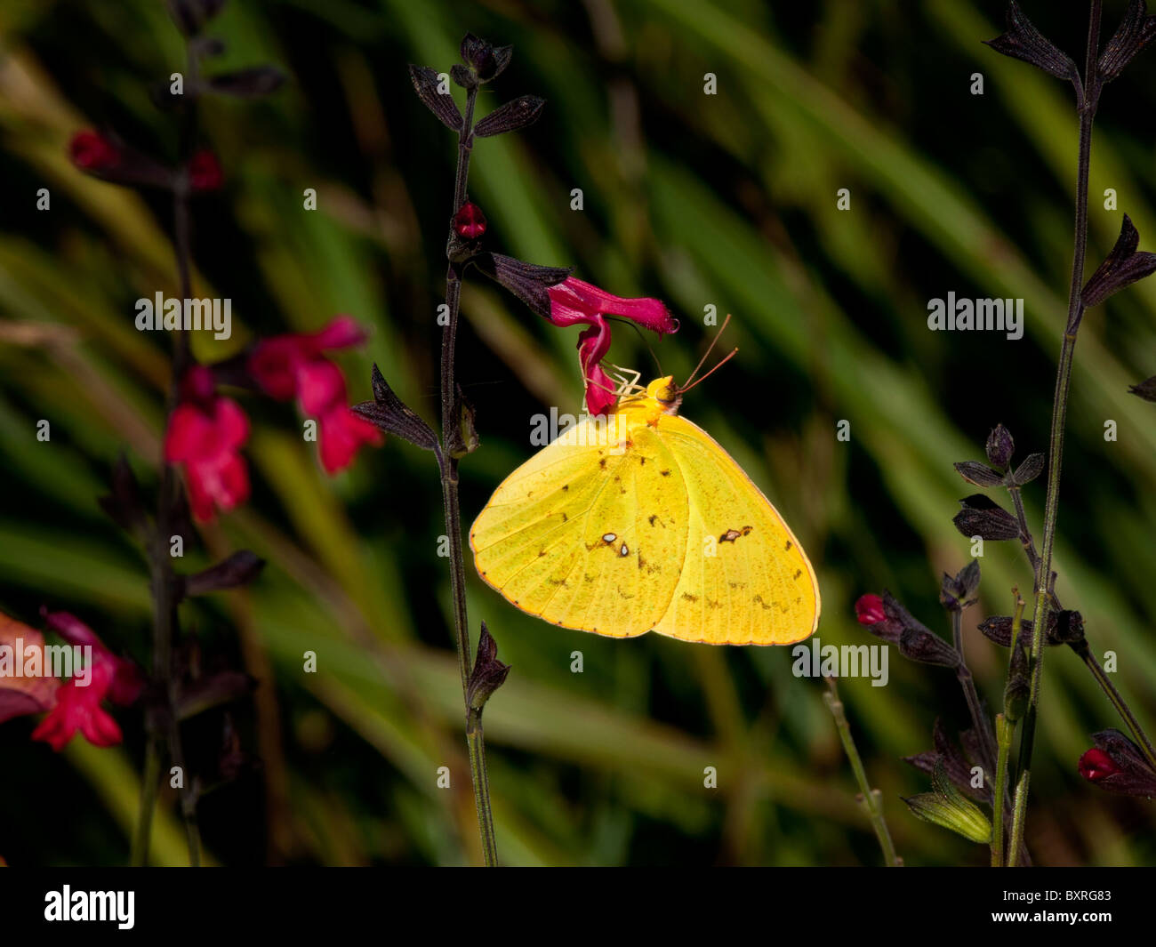 Géant sans nuages de nectar sur soufre fleur rouge fleur Banque D'Images