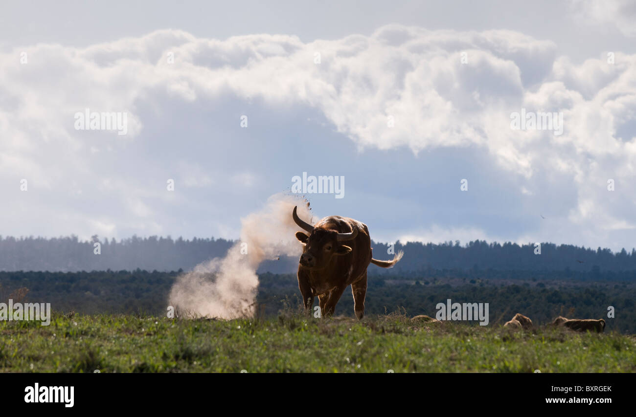 Bull en colère jetant la saleté dans un champ avec sky en arrière-plan Banque D'Images