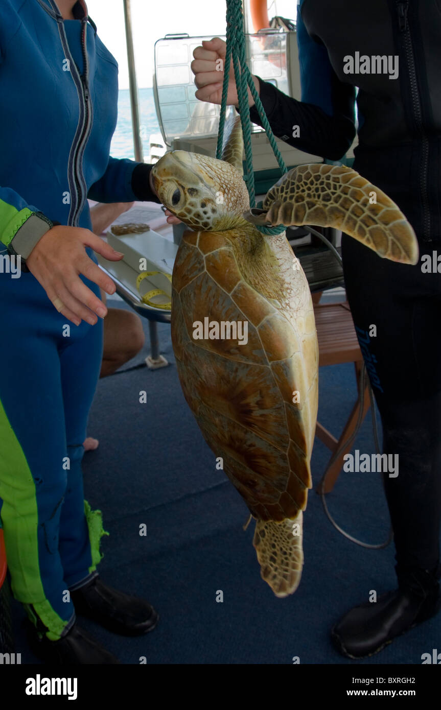Les biologistes marins pesant un jeune tortue verte, Chelonia mydas, île de Mantanani, Mer de Chine du Sud, l'Est de la Malaisie. Banque D'Images