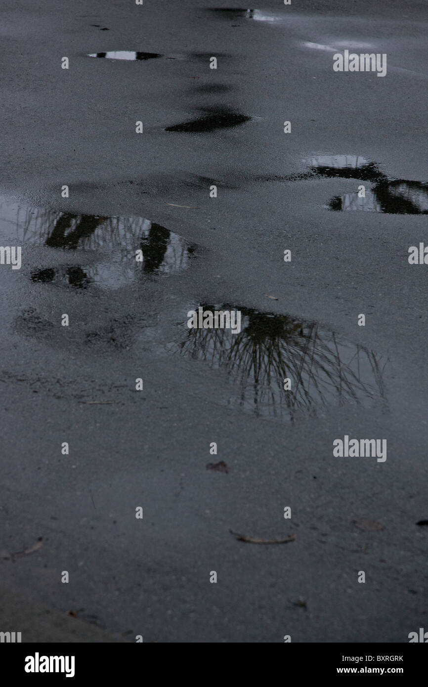 Arbre stérile reflète dans la pluie flaque Banque D'Images