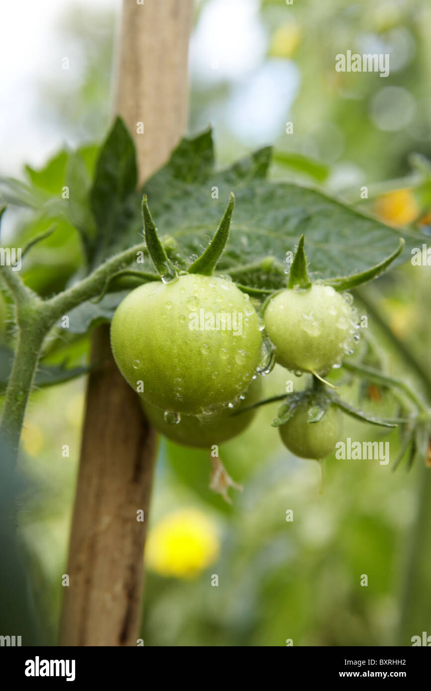 Les tomates vertes poussant sur plant de tomate Banque D'Images