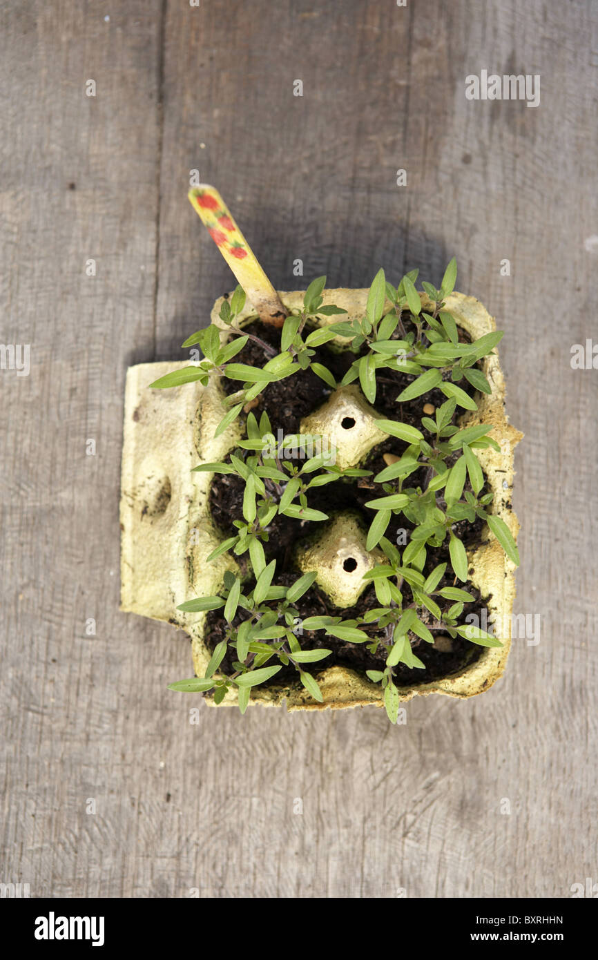Fort d'oeufs en carton contenant des plants de tomate Banque D'Images