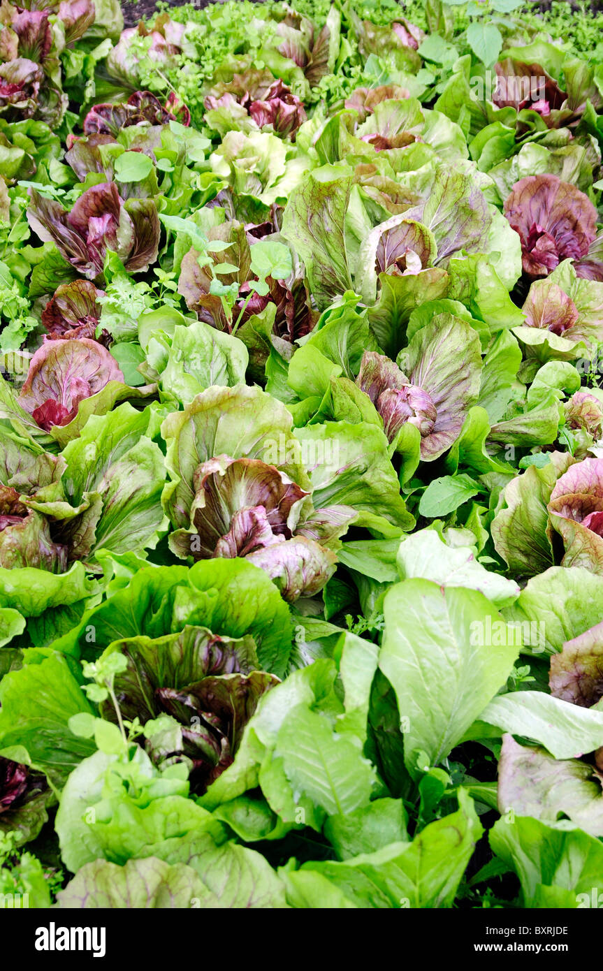 Les laitues growing in field Banque D'Images