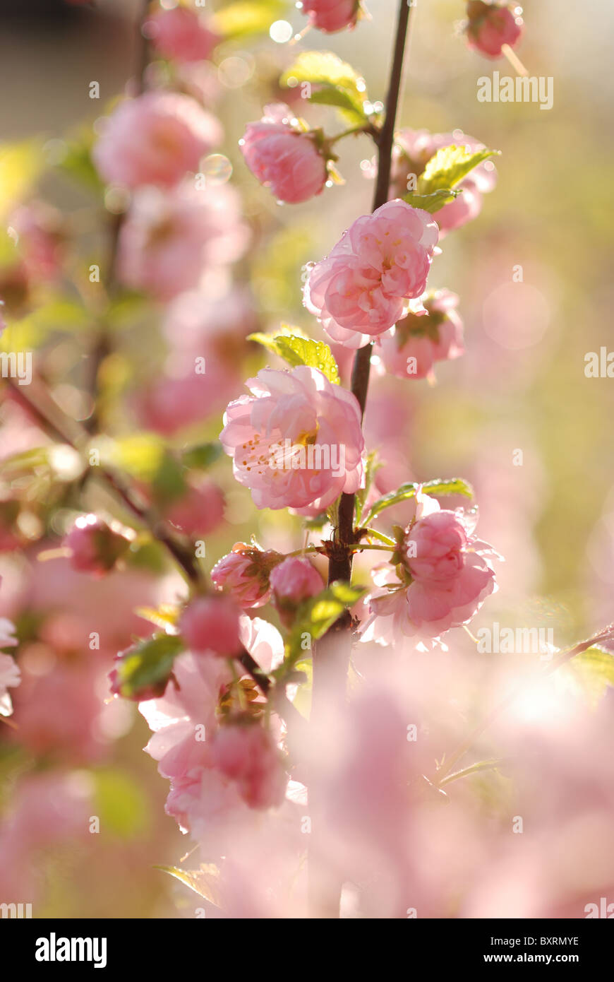 La floraison du printemps à l'amandier (Prunus triloba) Banque D'Images
