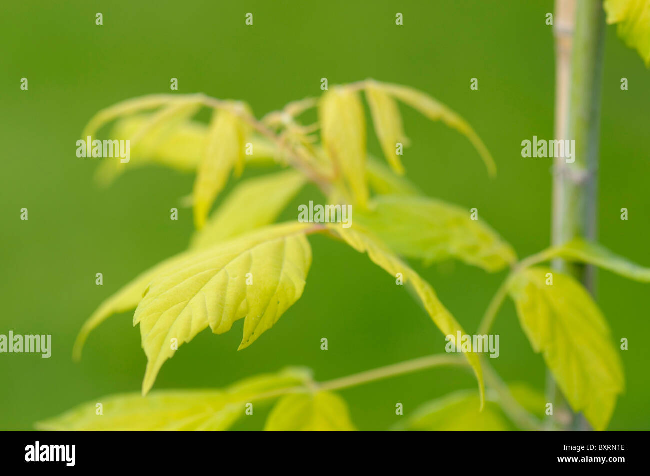 La direction générale de l'érable au printemps avec des feuilles vert clair - Acer Negundo 'Odessanum' Banque D'Images