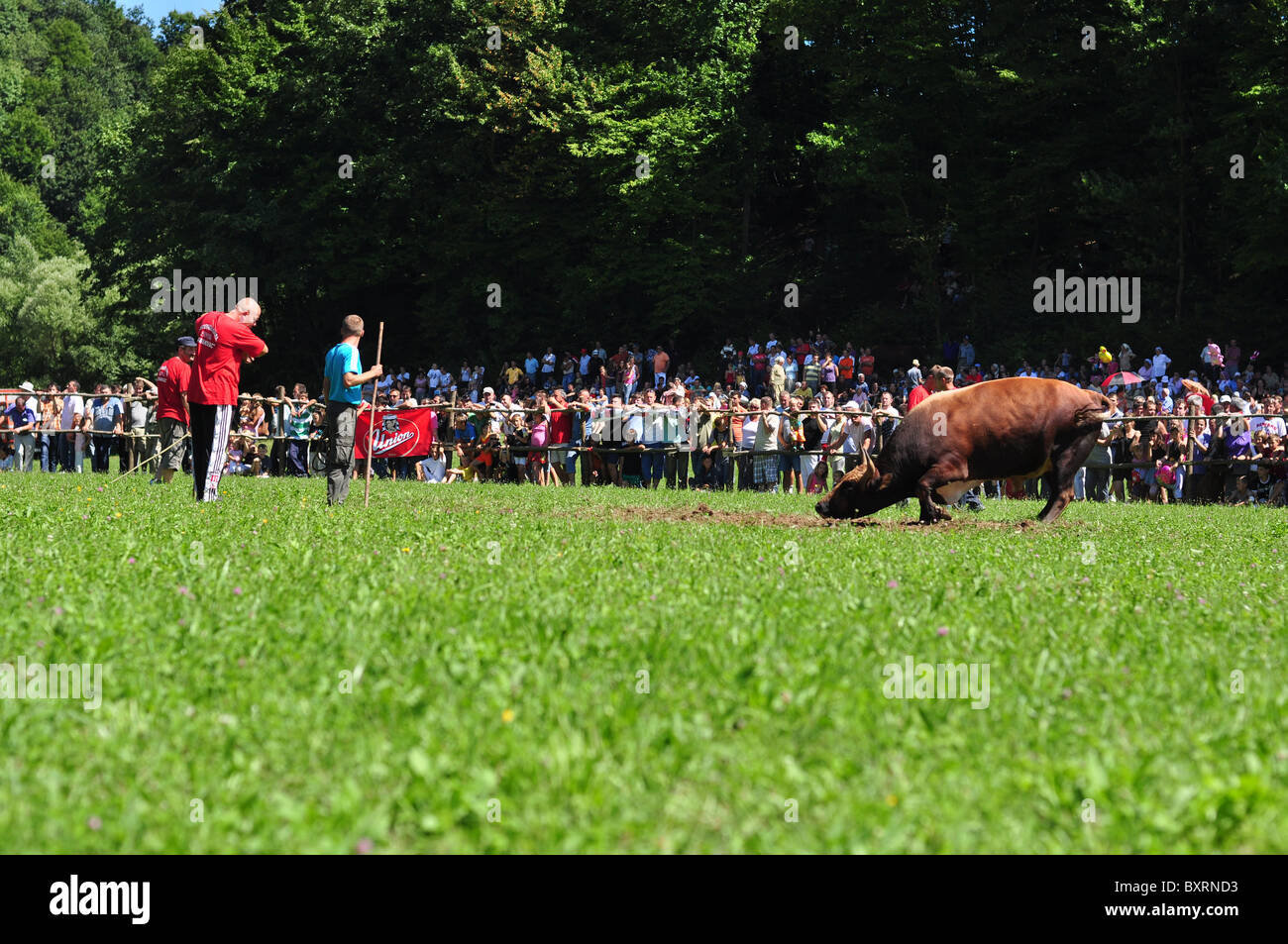 Corrida bosniaque Banque D'Images