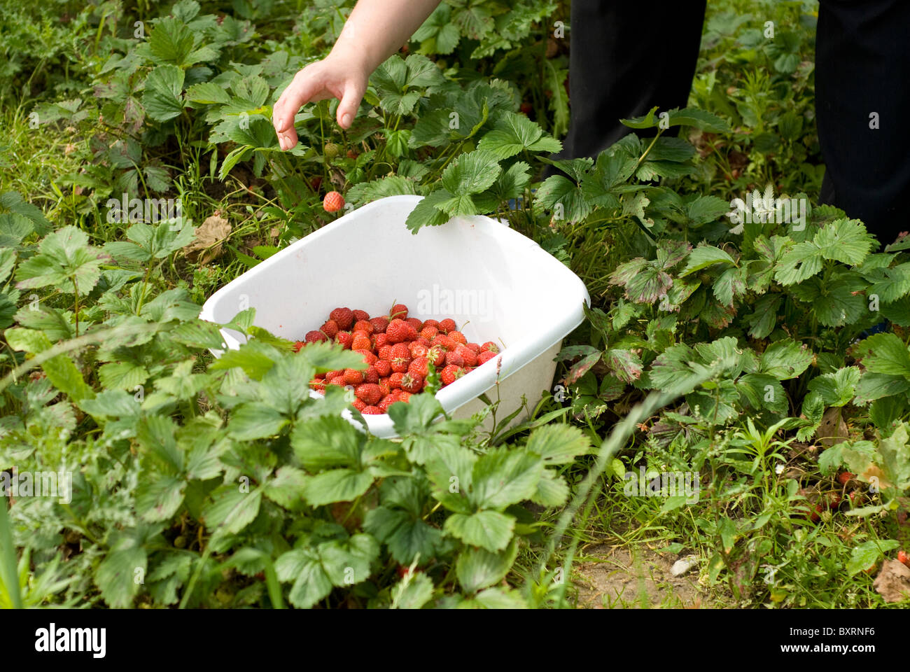 Ramasser des fraises mûres dans le jardin Banque D'Images