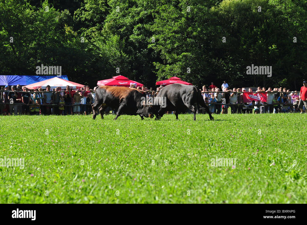 Corrida bosniaque Banque D'Images