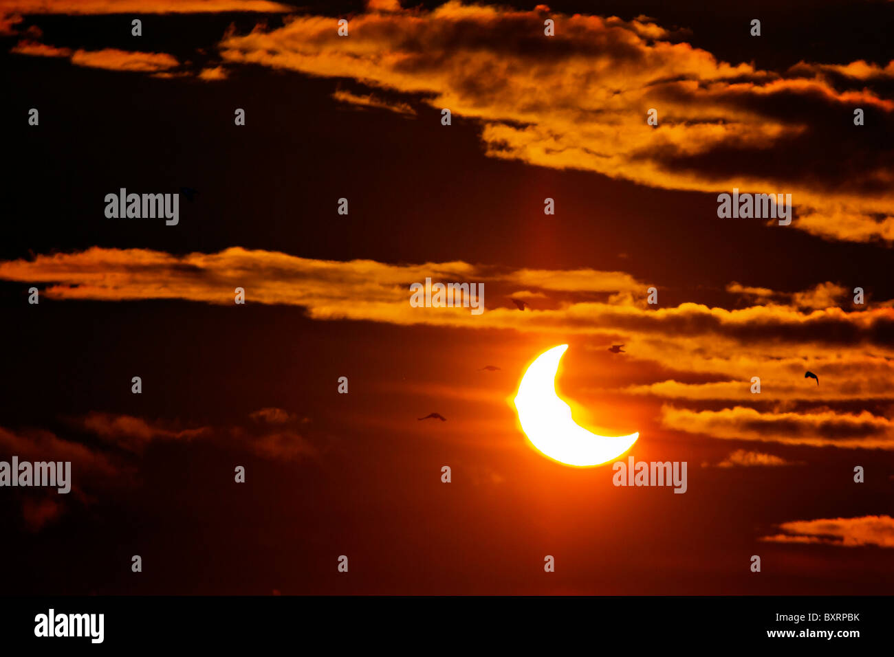 Éclipse solaire partielle avec les oiseaux au lever du soleil, vu de la Suède. 4 jan 2011. Banque D'Images