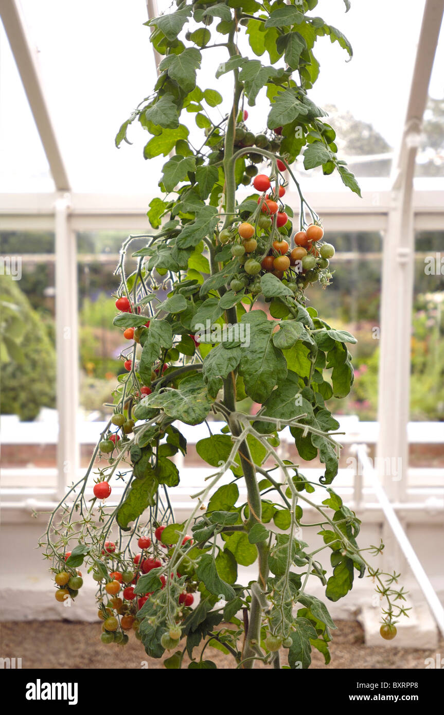 Plant de tomate en serre de plus en plus Banque D'Images