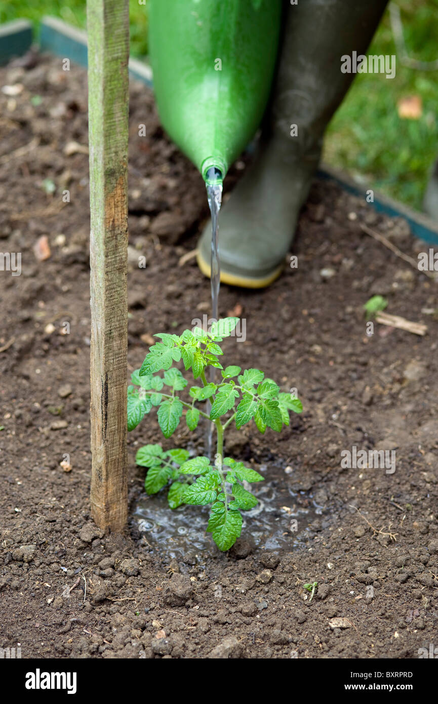 À l'aide d'arrosoir à l'eau plante de tomate Banque D'Images