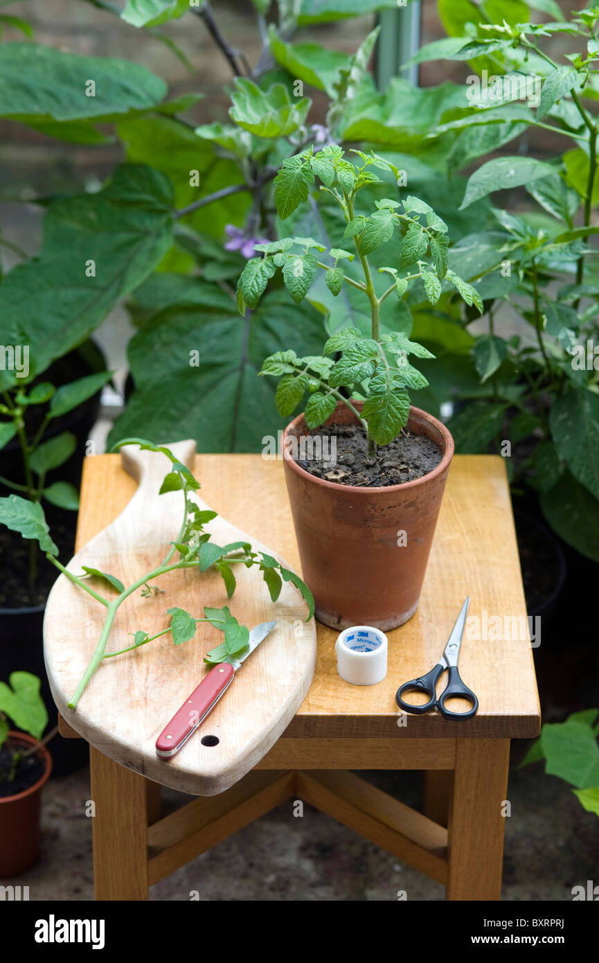 Porte-greffe plante de tomate sur la table Banque D'Images